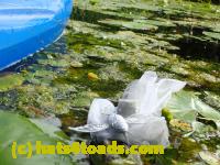 /home//u458753944/public_html/sourcegallery///Frogs/More bullfrogs/P8180179.JPG